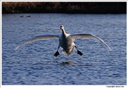 Mute-Swan-landing-3